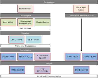 Evaluation of Downstream Processing, Extraction, and Quantification Strategies for Single Cell Oil Produced by the Oleaginous Yeasts Saitozyma podzolica DSM 27192 and Apiotrichum porosum DSM 27194